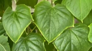 Огород на балконе. Все прет как на дрожжах! Я в шоке! Собираю урожай)