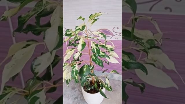 Фикус Керли смотреть онлайн