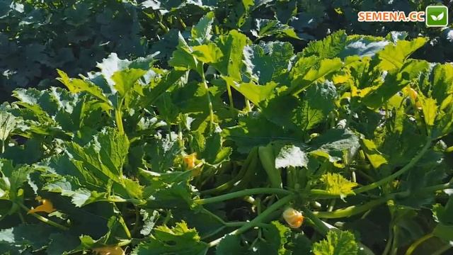 Карізма F1 Кабачок (Syngenta) Культура в полі смотреть онлайн