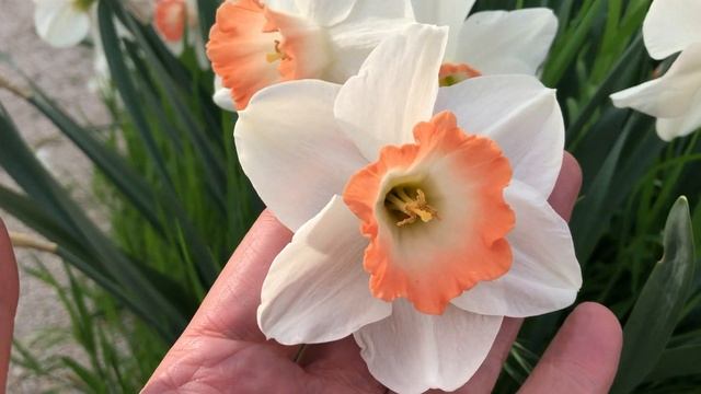 Pink Charm Daffodils | Bulbs in Bloom смотреть онлайн