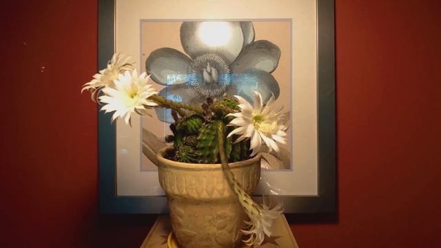 Time Lapse Cactus Flower Bloom and Fade смотреть онлайн