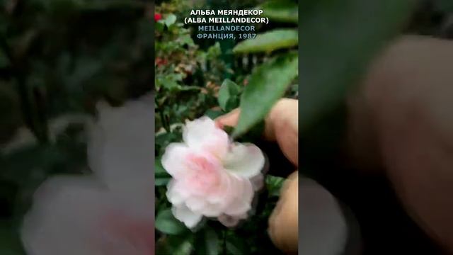 Роза Альба Меяндекор в моем саду 12.10.21, Meilland, Франция, 1987, (Alba Meillandecor),#shorts. смотреть онлайн