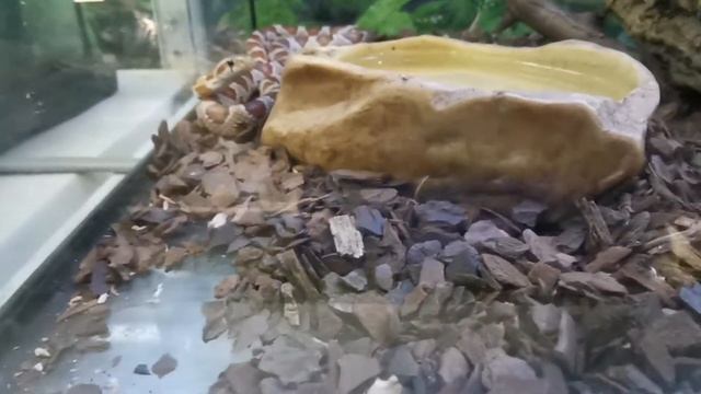 Субстраты для тропических террариумов / тропический субстрат / субстрат в террариум смотреть онлайн