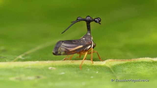 Helicopter-like Treehopper from Ecuador смотреть онлайн