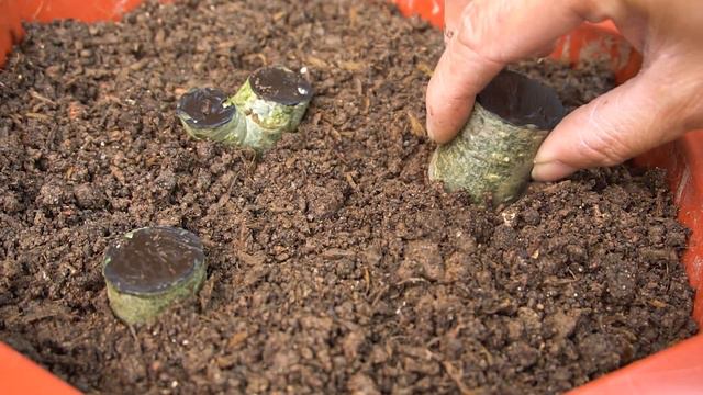 Try Adenium Cuttings with potato | How to grow plumeria flowers at home смотреть онлайн