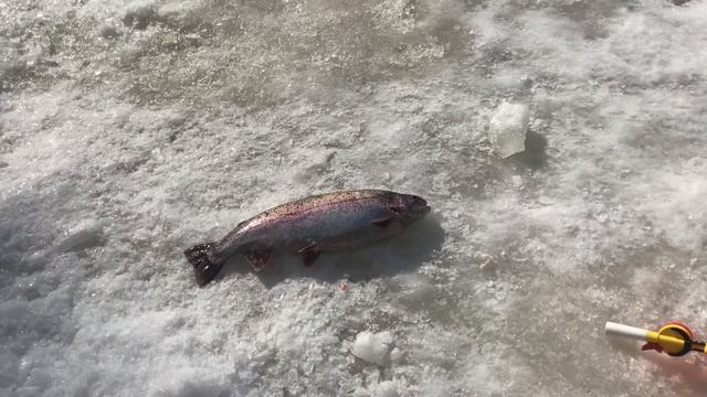 Рыбалка Охта -Парк СПб Весна 2022 Поймал -Отпустил Форель смотреть онлайн