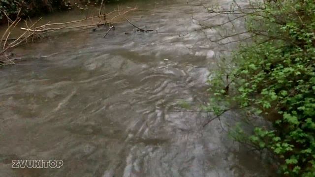 Звук лесного ручья и пение птиц. Звуки природы слушать онлайн смотреть онлайн