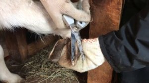 Стрижка копыт у козы.Подрезание передних копыт.Обрезка и расчистка копыт козам.Как постричь копыта.