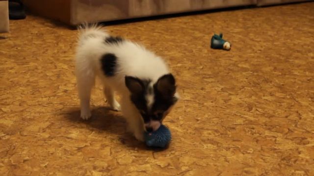 Кумир Вальс Бостон смотреть онлайн