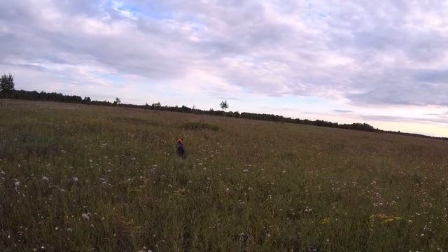 Охота с дратхааром 2021. Охота на УТКУ, ТЕТЕРЕВА, ПЕРЕПЕЛА. смотреть онлайн