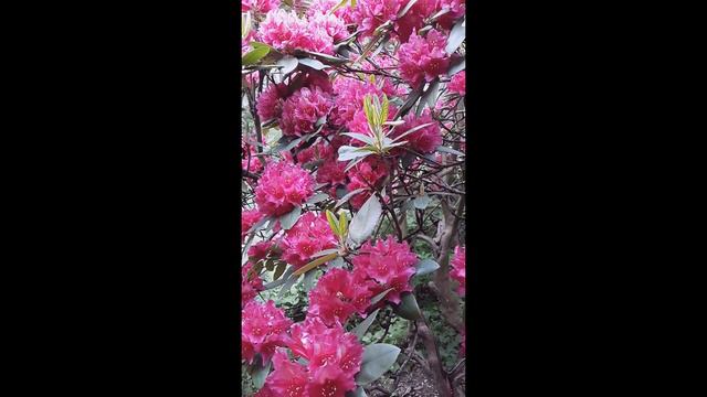 Bird Chorus Springtime смотреть онлайн