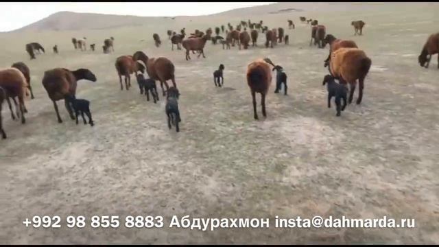 Гиссарские овцы Абдурахмона. Окот 2021 года смотреть онлайн