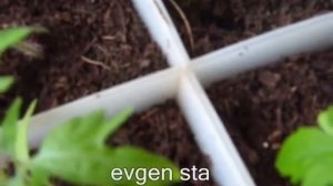 Мошки на рассаде, мушки на рассаде,