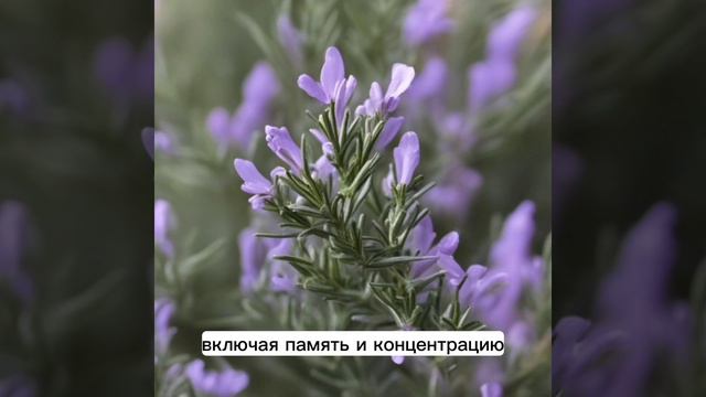Розмарин полезные свойства. Применение розмарина. как использовать розмарин смотреть онлайн