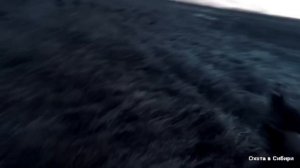 Охота на гуся. Весна. Год 2018. Алтай. (Точные и не точные выстрелы)