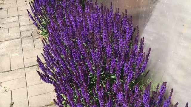 ПЫШНОЕ ЦВЕТЕНИЕ шалфея сорта НЬЮ ДАЙМЕНШН БЛЮ. Выращивание шалфея (сальвии) на даче из рассады. смотреть онлайн