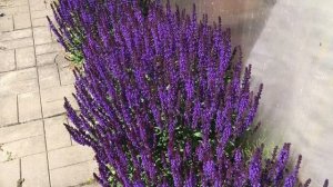 ПЫШНОЕ ЦВЕТЕНИЕ шалфея сорта НЬЮ ДАЙМЕНШН БЛЮ. Выращивание шалфея (сальвии) на даче из рассады.