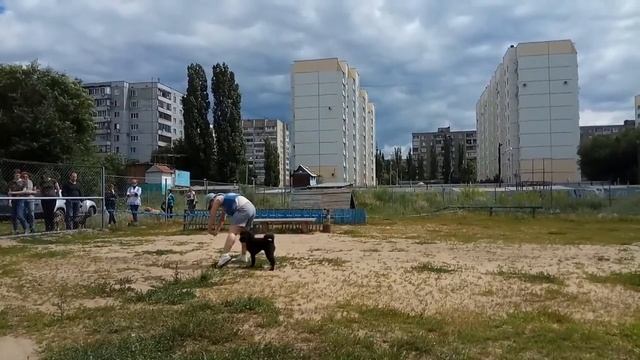 Фристайл Воронеж 09.07.2017 Дина Харитонова и Малый пудель Шила смотреть онлайн