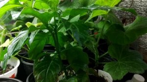 #Кроссандраразмножение  Кроссандра черенкование