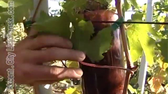 Сам себе агроном - Виноградник в сентябре, 2012 г. смотреть онлайн