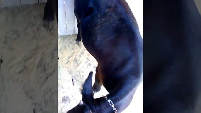 Вчерашний найденыш жив!!! Родились щенки Мальтез .Ну и все остальное!!! смотреть онлайн