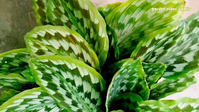 CALATHEA GUNNERDSX TANAMAN HIAS DAUN INI POPOLER DI KALANGAN MAK MAK BESTIEEEE #garden