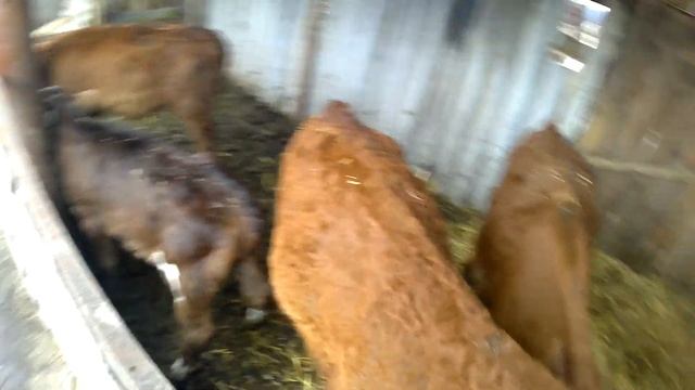 Порода телят Редпол перевоплащение.Кормление в обед. смотреть онлайн