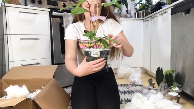 Early Winter Plant Unboxing | NSE Anthurium Hybrids, Variegated Philodendons + More! смотреть онлайн