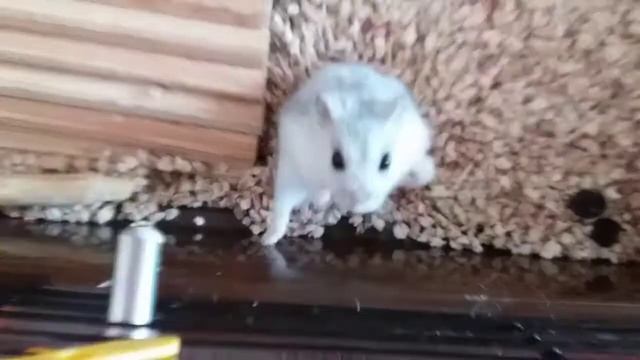 Какие овощи можно давать джунгарским хомячкам ? смотреть онлайн