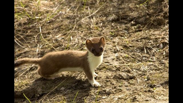 Звук ласки для отпугивания кротов смотреть онлайн