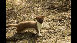 Звук ласки для отпугивания кротов