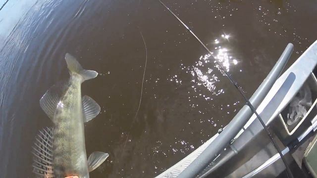 Ловля судака на Каме. смотреть онлайн