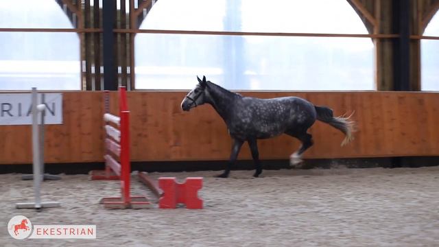 Lot 25 - 3yo male - Cornet Obolensky x Andalie de Bieville (Kannan) смотреть онлайн