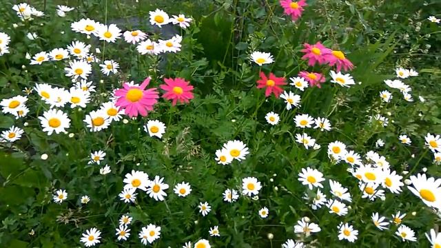 Пиретрум и ромашки. Сад ORION смотреть онлайн