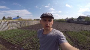 Как сажать ежевику? Особенности ухода.