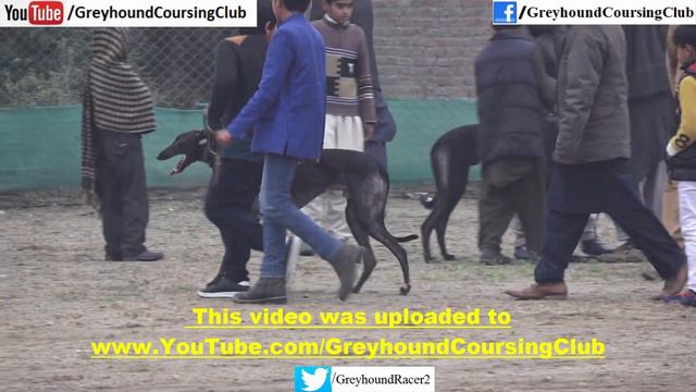 Greyhound Derby 2022 | Dog Show | Dog Track Race Pakistan смотреть онлайн