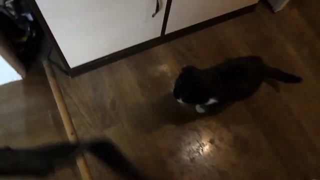 Василий вернулся с покаяниями) Весна и расшатанная психика кота, делает свое черные дело ) смотреть онлайн