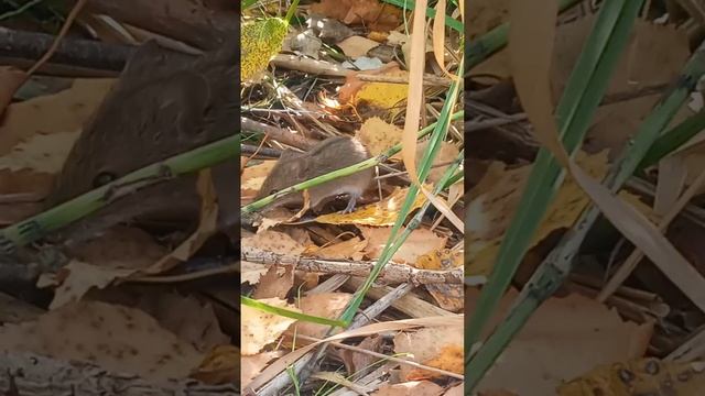 Неожиданный гость.

#мышь #осень #природа #гость #рыбалка #река #лес