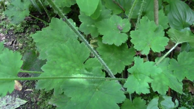 Fringecup (Tellima Grandiflora)