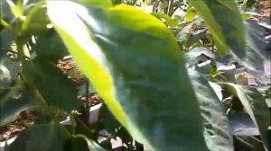 Посадила семена из переца Палермо F1, вырос не F1, а что?