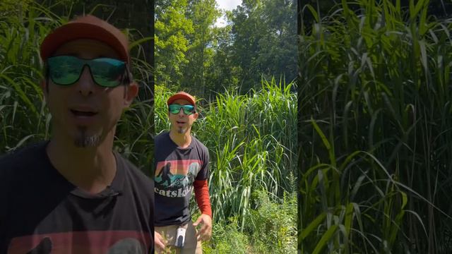 Giant Miscanthus Grass- Year 3 - #ScreeningForDeer 🦌 #deerhunting смотреть онлайн