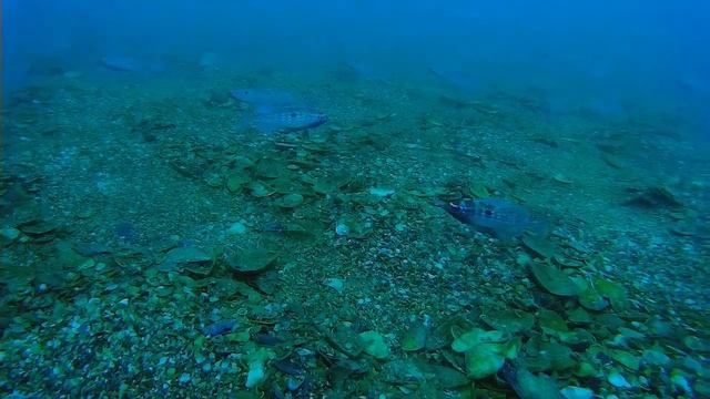 Яркие рыбы на дне Чёрного моря. Нерест морского окуня. смотреть онлайн