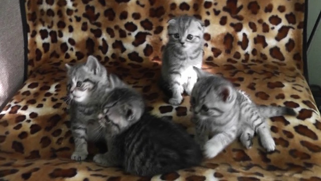 кися-кицюня