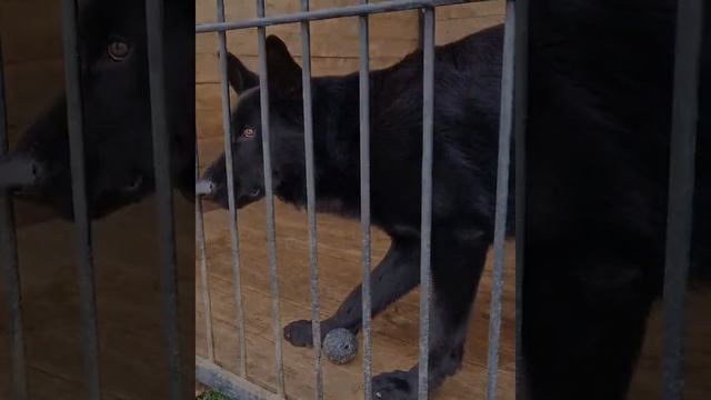 #agresive #k9oftiktok #duet #fyp #malinoisdog #protectiondog #specialforces #teamwork #dogtraining #