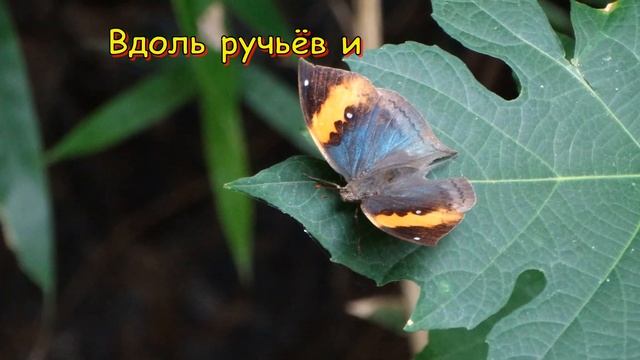 Непревзойденный мастер маскировки - Бабочка-листовидка Каллима (Kallima inachus) смотреть онлайн