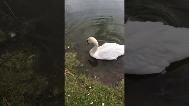 Минск,ботанический сад. смотреть онлайн