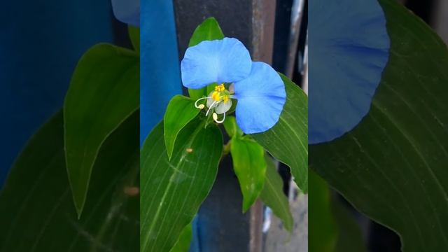 Commelina communis - Asiatic dayflower смотреть онлайн