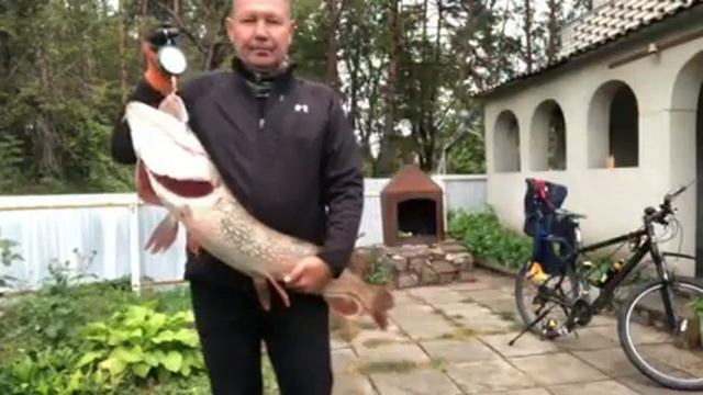 Щука на канале реки Стугна в Обуховском районе смотреть онлайн