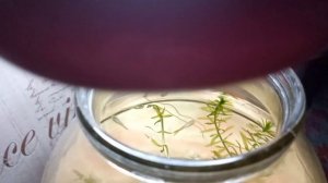 Мальки гуппи живут в банке.