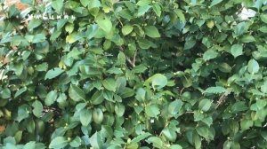 [125] Ульцинь, Черногория - 1 серия. Рабы и пираты?  Как русским?  Велика плажа, женский пляж. 0+